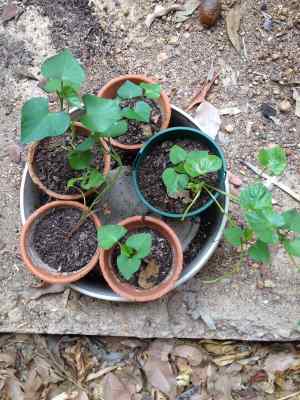 sweet potato seedlings